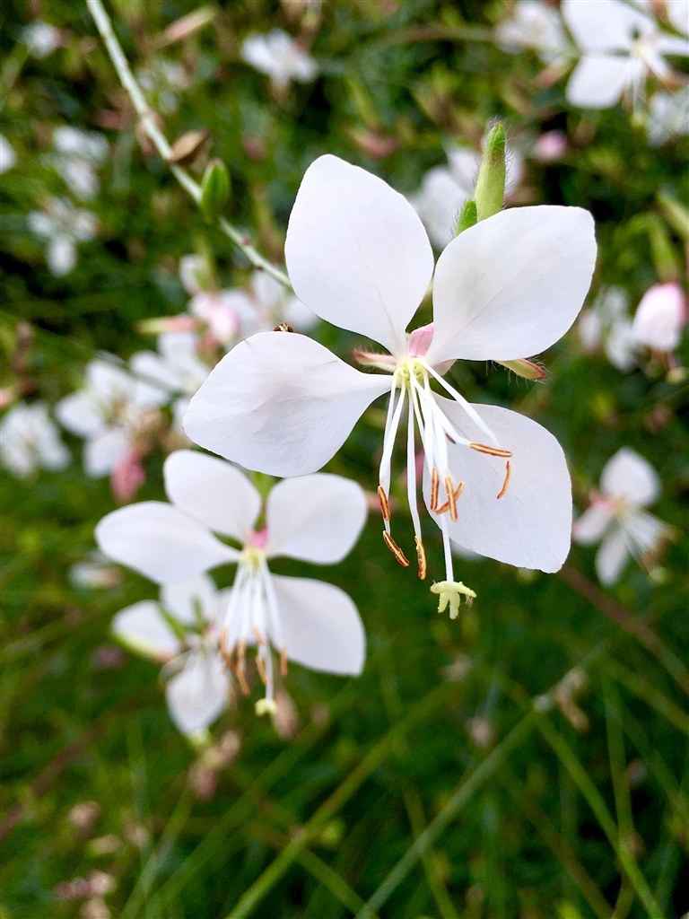 Iphone6s カメラとしての評価 Apple Iphone 6s 128gb Softbank スペースグレイ Uta さんのレビュー評価 評判 価格 Com