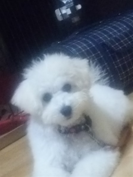 小型犬 ビション フリーゼ投稿画像 動画 価格 Com