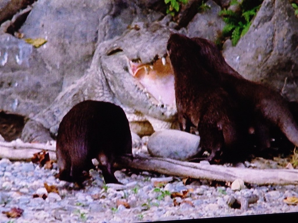 水と生物の壮大なドラマ 教養 プラネットアース Episode 02 淡水に命あふれる Gnbw 7312 Dvd 猫の名前はシロちゃんさんのレビュー評価 評判 価格 Com