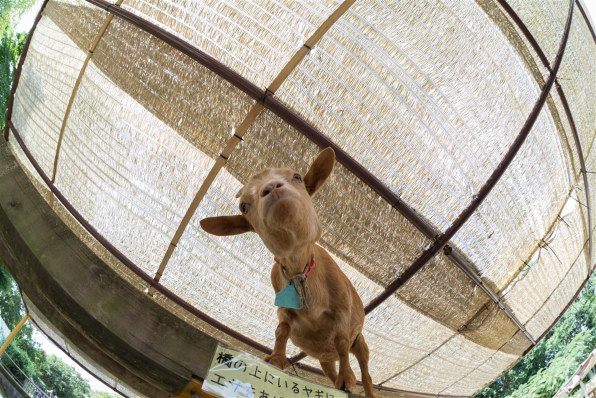 シグマ 15mm F2.8 EX DG DIAGONAL FISHEYE (ｷﾔﾉﾝ AF) レビュー評価