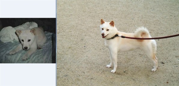 ユニ チャーム 銀のさら おいしいビスケット 歯の健康 小型サイズ 400g 価格比較 価格 Com