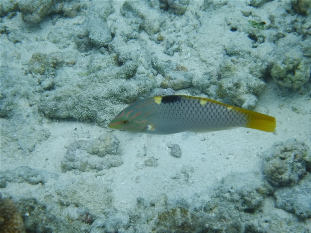 水中カメラとしては残念...』 富士フイルム FinePix XP80