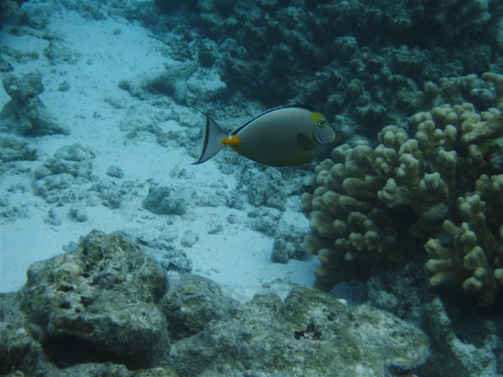 水中カメラとしては残念』 富士フイルム FinePix XP80 [イエロー