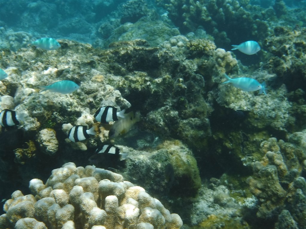 水中カメラとしては残念』 富士フイルム FinePix XP80 [イエロー