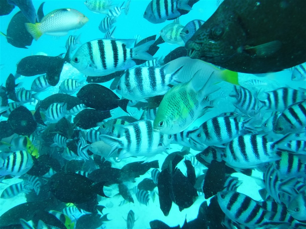 水中コンパクトカメラと割り切れば十分です』 富士フイルム FinePix