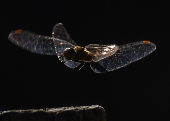 シグマ APO 70-300mm F4-5.6 DG MACRO (ﾍﾟﾝﾀｯｸｽ AF) レビュー評価