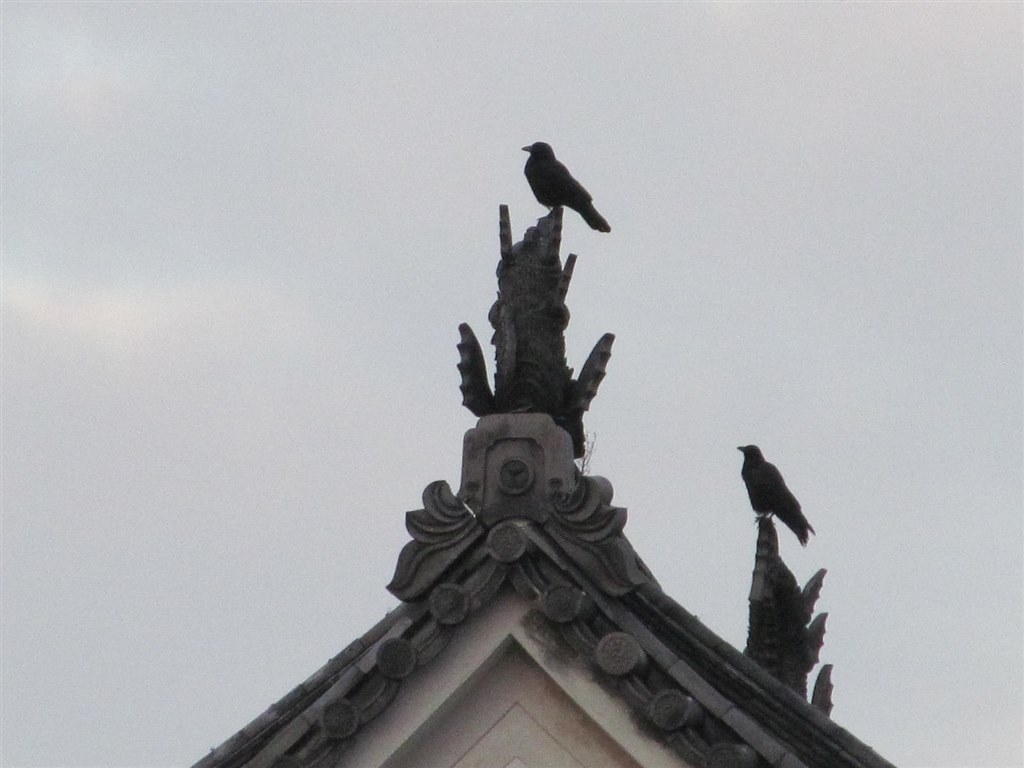 単三電池も時間保持用電池も交換できる』 CANON PowerShot SX150 IS