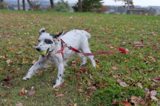 最高の相棒 大型犬 イングリッシュ セター ペンタttさんのレビュー評価 評判 価格 Com