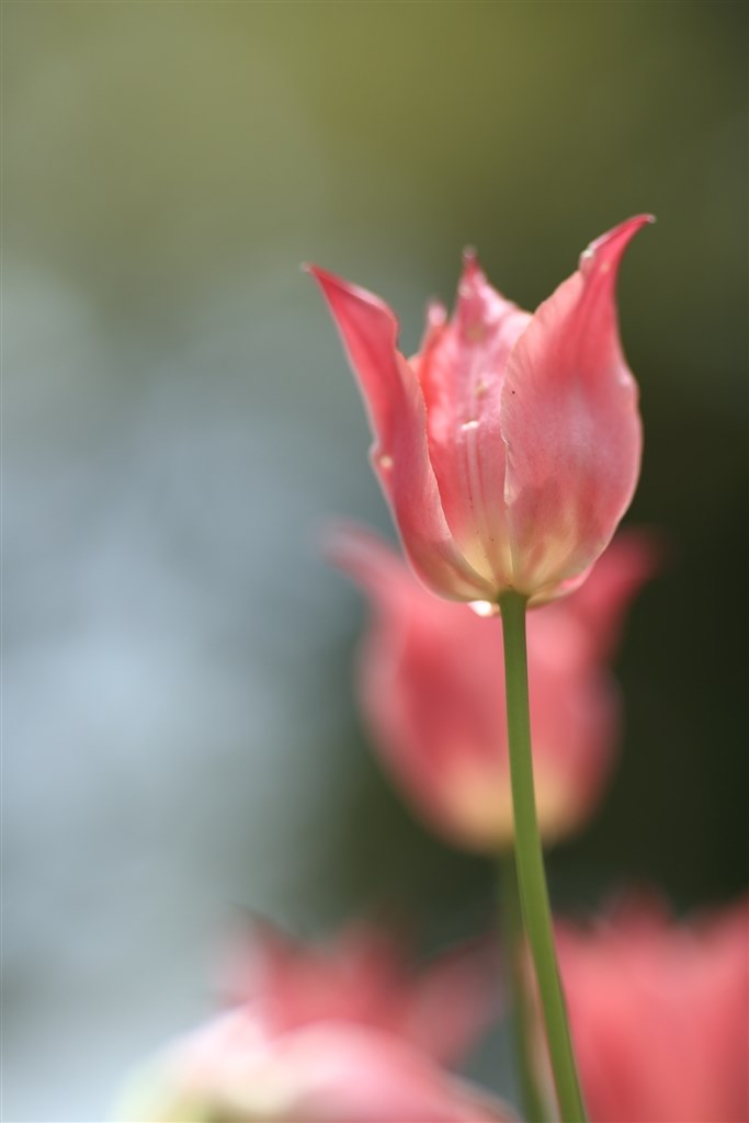 素晴らしい描写 Canon Ef135mm F2l Usm アミメウナギさんのレビュー評価 評判 価格 Com