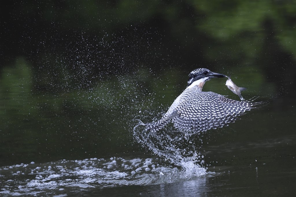 野鳥撮影には最高！』 ニコン D500 ボディ birdwatcher2008さんの 