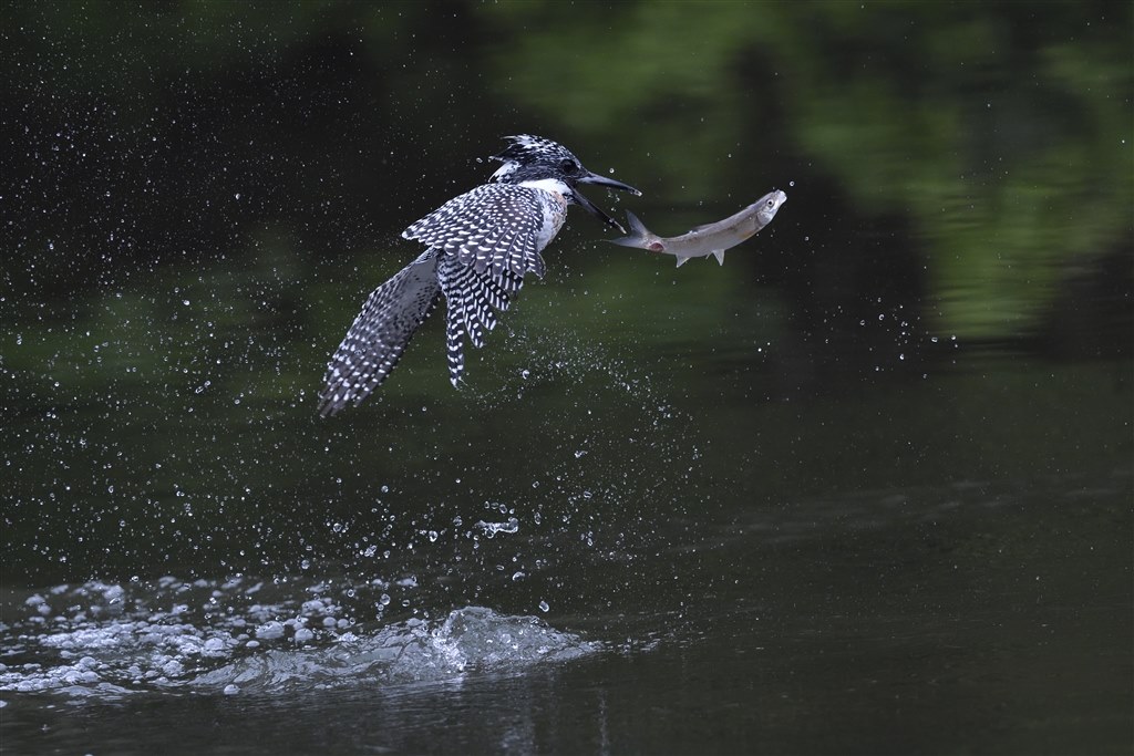 野鳥撮影には最高！』 ニコン D500 ボディ birdwatcher2008さんの