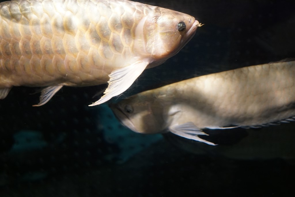 水族館好き御用達 Sony E 35mm F1 8 Oss Sel35f18 とうがらしの種さんのレビュー評価 評判 価格 Com