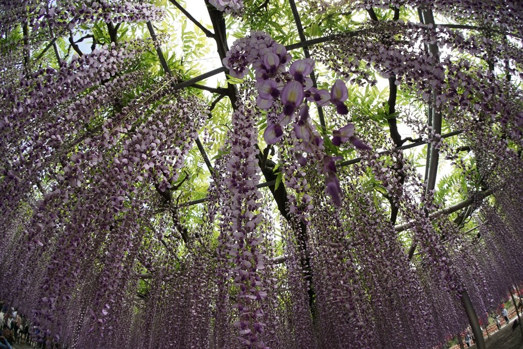 魚眼専用に購入しました!!』 SONY E16mm F2.8 SEL16F28 とうがらしの種