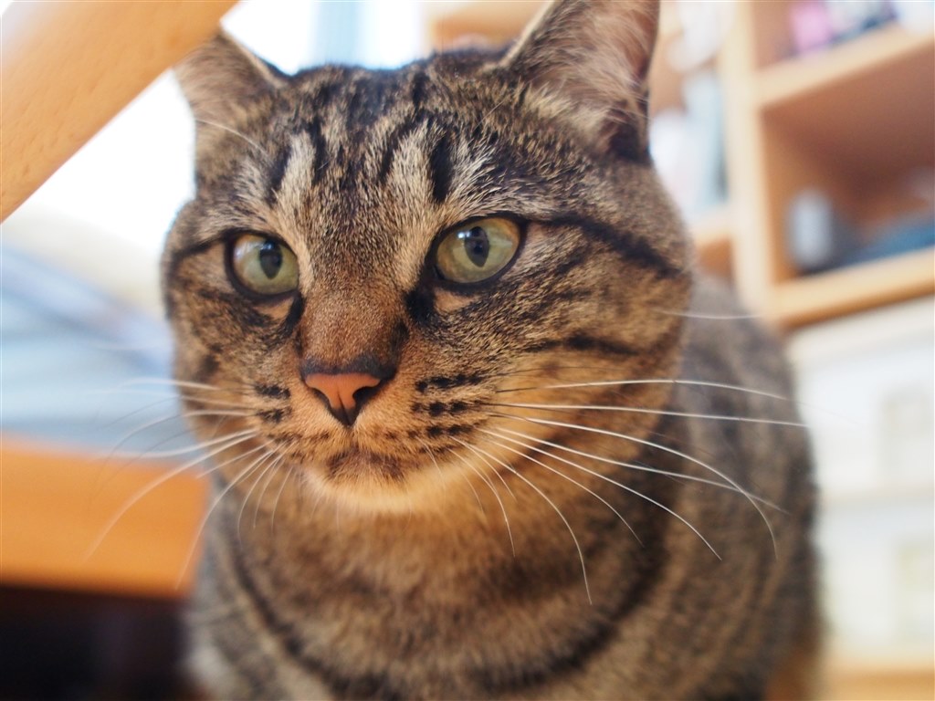 ふんわり写ります シグマ 19mm F2 8 Dn シルバー マイクロフォーサーズ用 しのたそさんのレビュー評価 評判 価格 Com