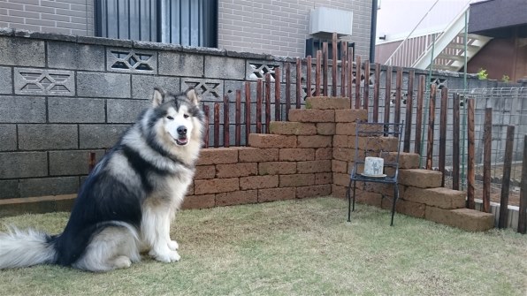大型犬 アラスカン マラミュート投稿画像 動画 価格 Com