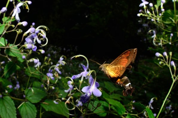 SIGMA 10mm F2.8 DC FISHEYE HSM　ニコン用　魚眼 Amazon.co.jp: SIGMA 単焦点魚眼レンズ 10mm F2.8 EX DC FISHEYE HSM