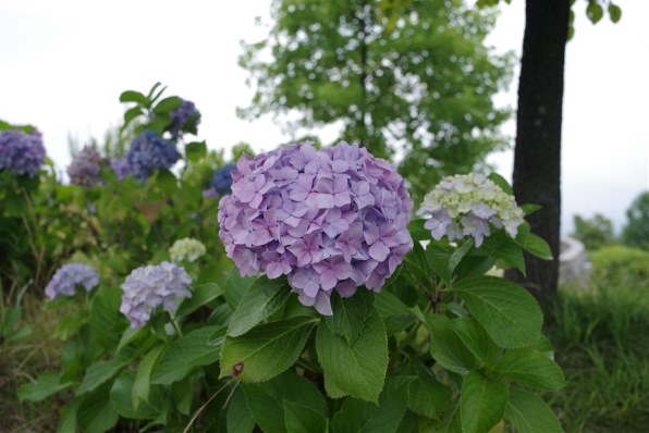 ピンク』 ペンタックス smc PENTAX-DA 35mmF2.4AL [オーダー