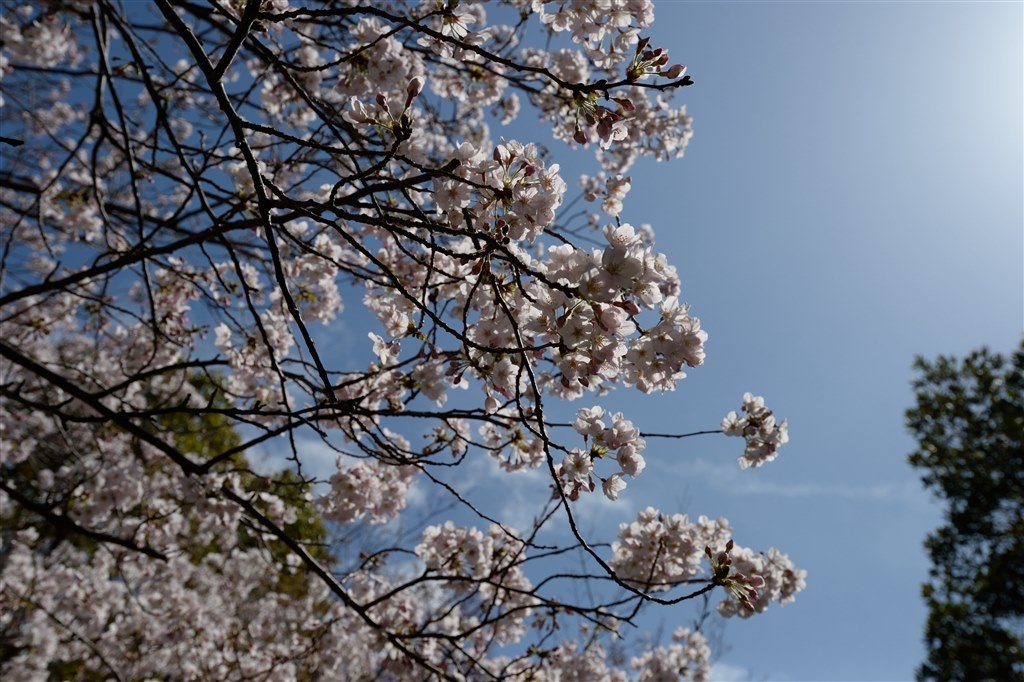 再レビュー：作例見直し】Nikon Dfで愛用しています。』 ニコン AF-S