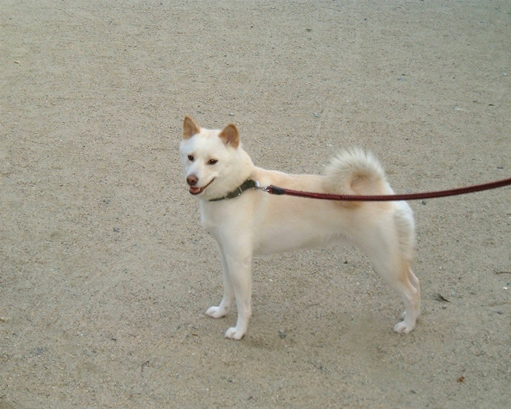 今は亡き 初代愛犬の白柴のハナちゃんであります 小型犬 柴犬 オリエントブルーさんのレビュー評価 評判 価格 Com