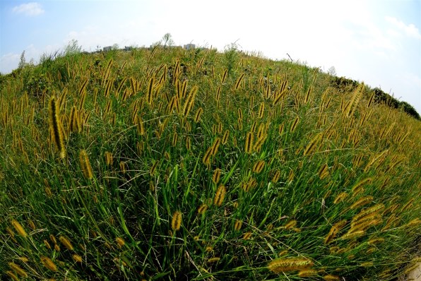 TOKINA AT-X 107 DX Fish Eye 10-17mm F3.5-4.5 (ニコン用 TOKINA AT-X 107 DX Fish Eye 10-17mm F3.5-4.5 (ニコン用