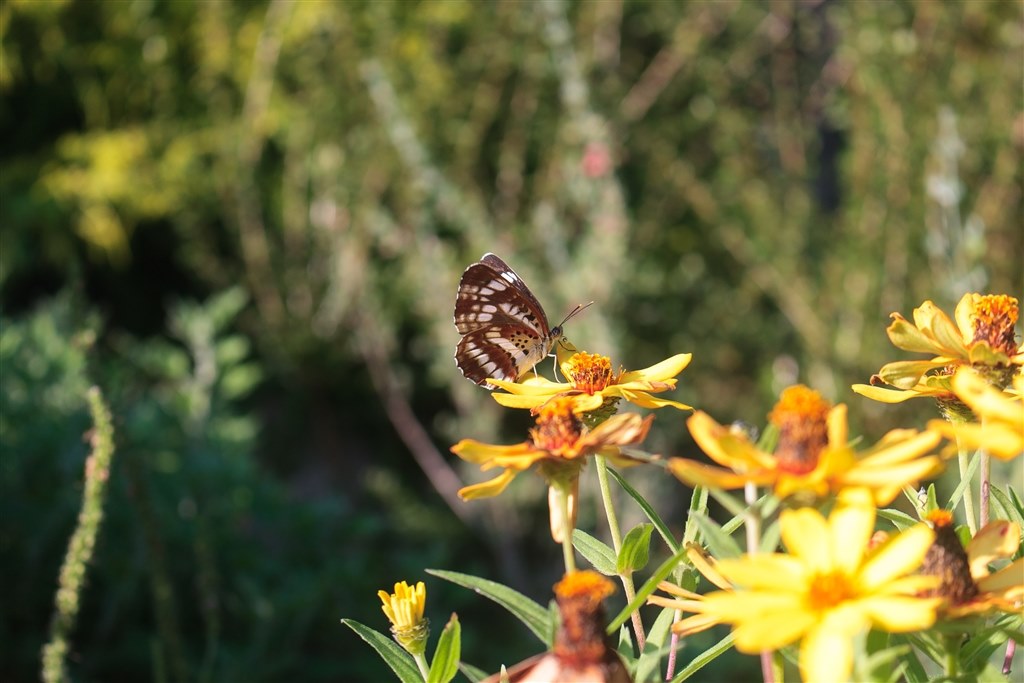 今でも現役で使えるデジタル一眼レフ』 CANON EOS 20D ボディ