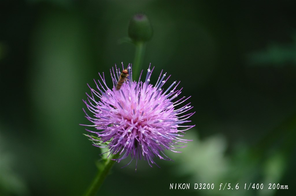 NIKOND3200 ダブルズーム ニコン D3200 200mmダブルズームキット レッド | デジタル一眼レフ