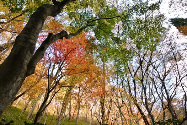 TOKINA AT-X 12-28 PRO DX 12-28mm F4 [ニコン用]投稿画像・動画