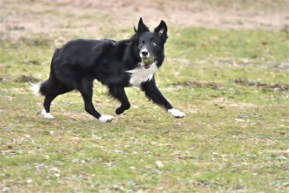 ニコン Af S Dx Nikkor 55 300mm F 4 5 5 6g Ed Vr レビュー評価 評判 価格 Com