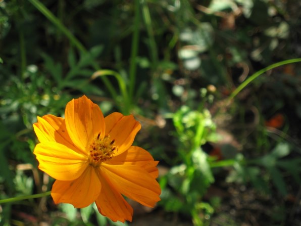 【作例有】Canon IXY DIGITAL 700万画素 キヤノン IXY DIGITAL 700 作例 - PhotoXP