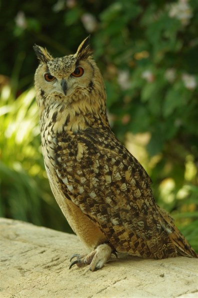 シグマ APO 120-400mm F4.5-5.6 DG OS HSM (ペンタックス用