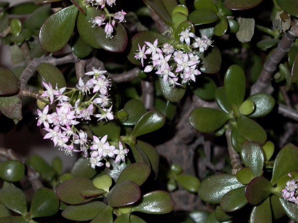 パナソニック DMC-LC40投稿画像・動画 - 価格.com