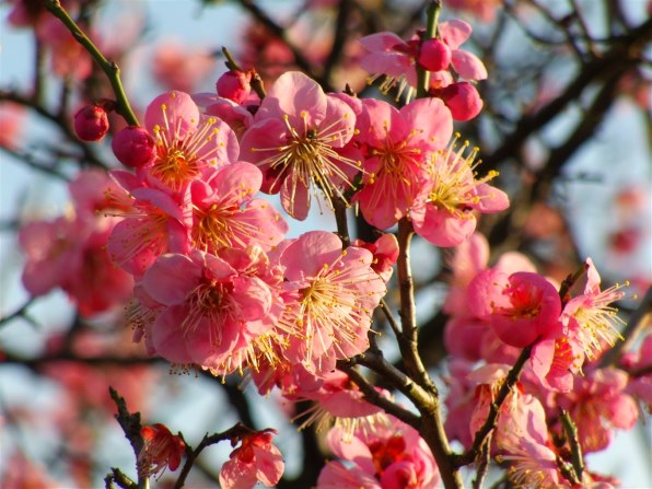 AGFAPHOTO AP15 価格比較 - 価格.com
