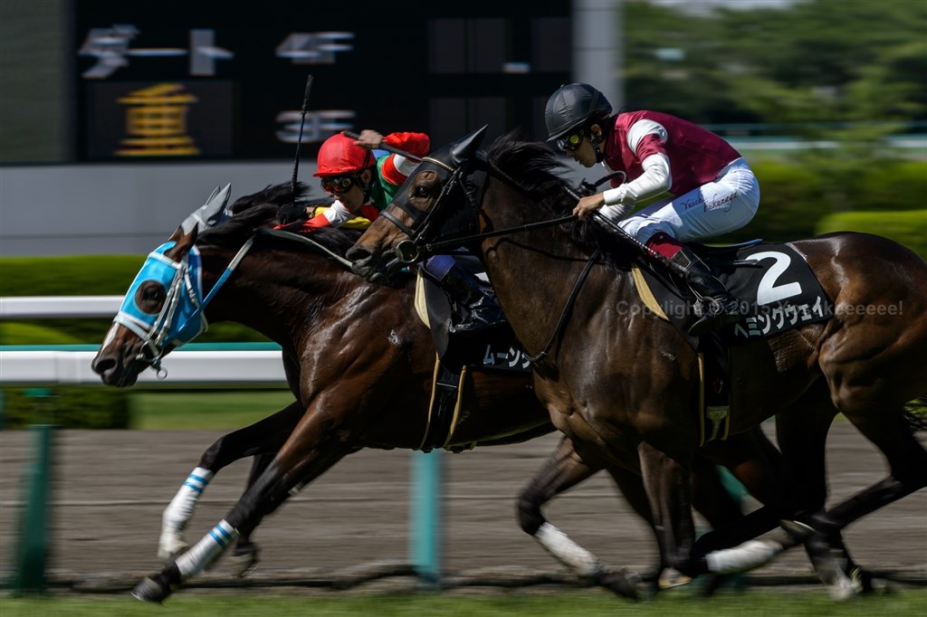 サンニッパ 様』 ニコン AF-S NIKKOR 300mm f/2.8G ED VR II 鷹介さん