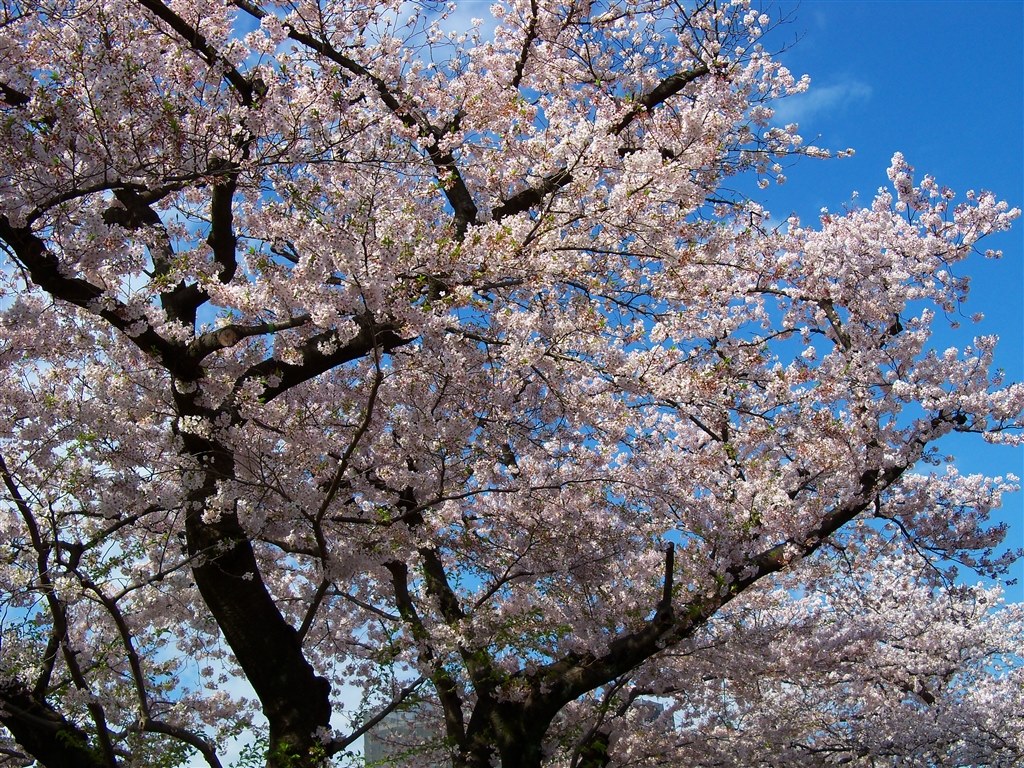 The名機！手放せません』 コダック EasyShare Z915 黒ラベル☆さんの