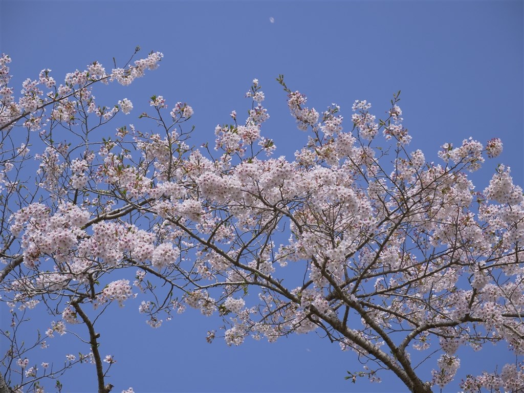 60mmでの撮影が楽しい』 パナソニック LEICA DG VARIO-ELMARIT 12-60mm/F2.8-4.0 ASPH./POWER  O.I.S. H-ES12060 cafe-blueさんのレビュー評価・評判 - 価格.com