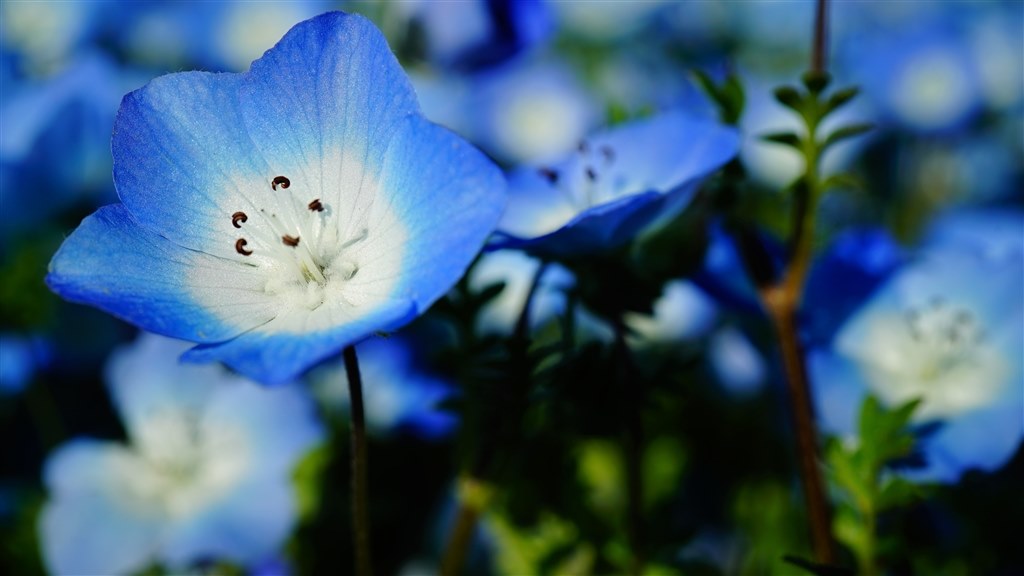 購入約4か月後 森林公園撮影 軽量さに大満足 Sony Fe 50mm F2 8 Macro Sel50m28 James007さんのレビュー評価 評判 価格 Com