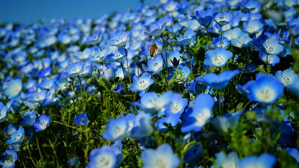 購入約4か月後 森林公園撮影 軽量さに大満足 Sony Fe 50mm F2 8 Macro Sel50m28 James007さんのレビュー評価 評判 価格 Com