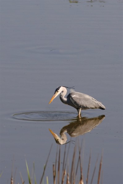 ニコン AF-S DX VR Zoom-Nikkor 55-200mm f/4-5.6G IF-EDで撮影された