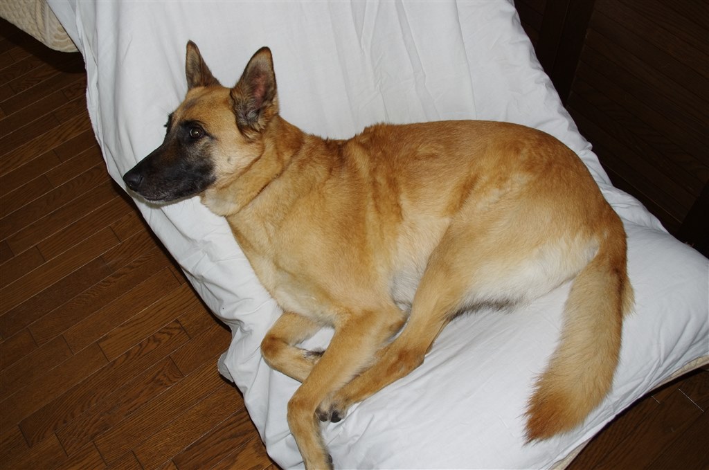 最高の護衛犬 大型犬 ベルジアン シェパード ドッグ マリノア タフトグランさんのレビュー評価 評判 価格 Com