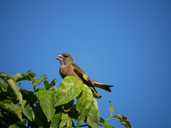 鳥さん撮りに パナソニック Lumix G Vario 100 300mm F4 0 5 6 Ii Power O I S H Fsa Ev 0さんのレビュー評価 評判 価格 Com