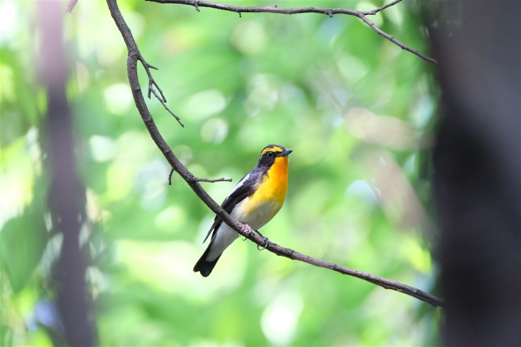 400mm望遠ズームの中では最高画質です』 富士フイルム フジノンレンズ