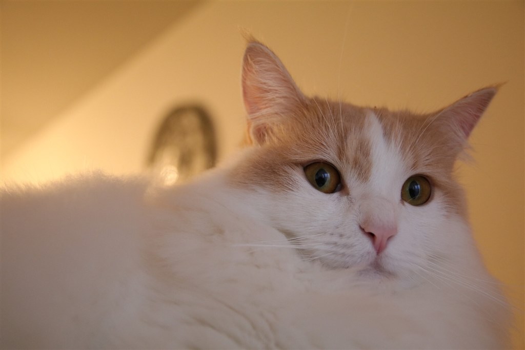 キヤノンAPS-Cとは思えない画質』 CANON EOS 80D ボディ scubieさんの