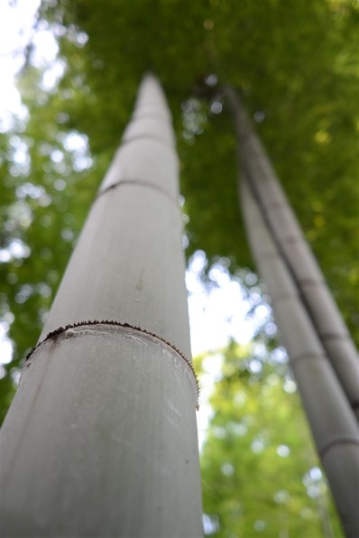 コシナ フォクトレンダー COLOR-SKOPAR 20mm F3.5 SLII N コシナ フォクトレンダー COLOR-SKOPAR 20mm F3.5 SLII N