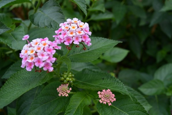 コシナ フォクトレンダー COLOR-SKOPAR 20mm F3.5 SLII N コシナ フォクトレンダー COLOR-SKOPAR 20mm F3.5 SLII N