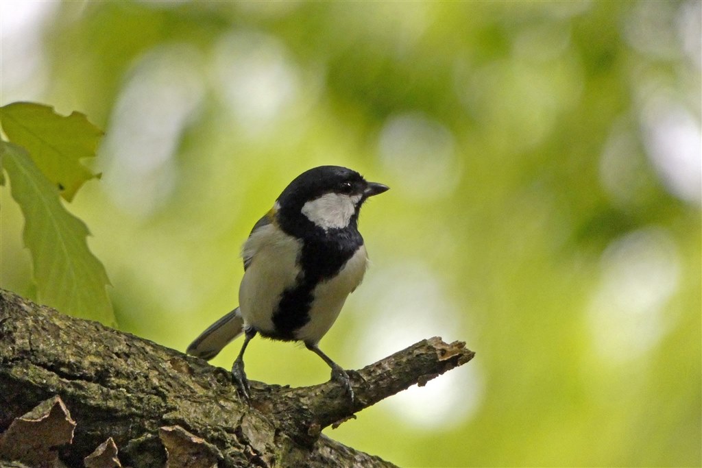 AF性能』 パナソニック LUMIX DC-FZ85 ちゃーずる良さんのレビュー評価