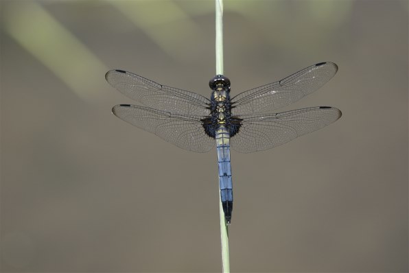 SONY 70-400mm F4-5.6 G SSM SAL70400G投稿画像・動画 - 価格.com