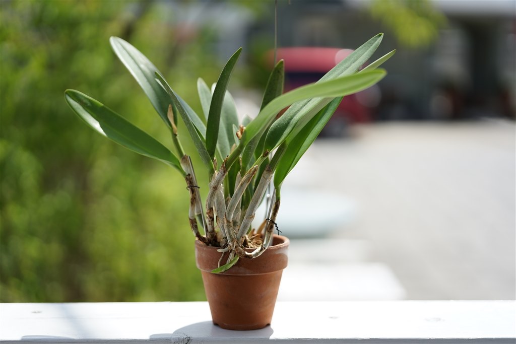 取りあえずjpeg撮って出しです コシナ フォクトレンダー Macro Apo Lanthar 65mm F2 Aspherical コマネチ屋の客さんのレビュー評価 評判 価格 Com