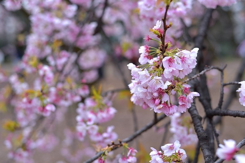 ボケはやや汚い』 ニコン AF-S NIKKOR 50mm f/1.8G Gケニーさんの