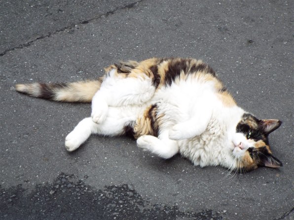 富士フイルム FinePix S9900W投稿画像・動画 - 価格.com