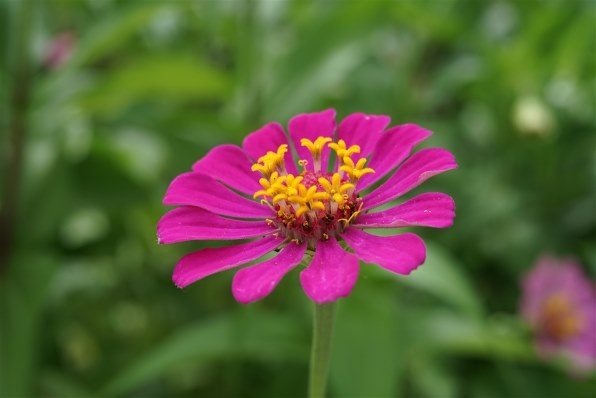 中一光学 FREEWALKER 20mm F2.0 SUPER MACRO 4-4.5：1 [ニコン用]投稿